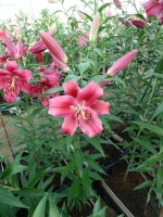 [4157 Campaign Mak No01.JPG]